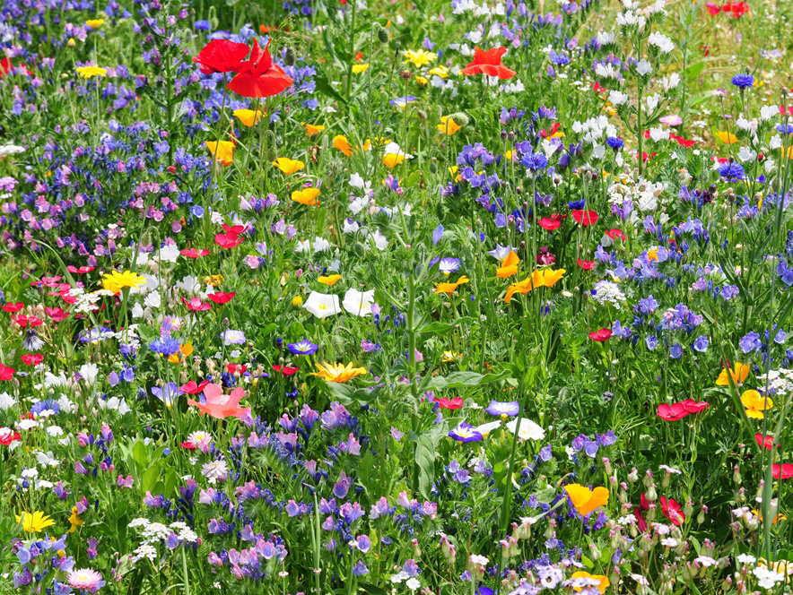 Wildflowers